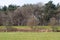 View on uncultivated grass area and tree area in rhede emsland germany