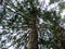 View from Under Pine Tree Looking Up