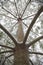 View from underneath of a magestic pine tree