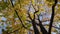 View underneath a maple tree crown with beautiful yellow leaves. Autumn seasonal scene