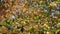 View underneath multicolor maple, oak and linden trees. Autumn seasonal foliage with different colors, green, yellow and orange