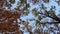 View underneath multicolored oak trees. Autumn season forest foliage sway in the wind