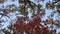 View underneath multicolored oak trees. Autumn season forest foliage sway in the wind