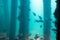 View from the Underwater Observatory, Busselton Jetty, WA, Australia