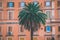 View from University la Sapienza in Rome, ancient old red buildings and a palm tree