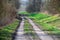 View of an unpaved road in the forest