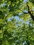 View up into the crowns of tall oaks on a clear sunny day