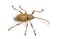 View from up high of a Acorn weevil, Curculio glandium, isolated