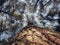 The view up to the top of the tree is taken from under a pine tree, Mount Ciremai Kuningan, West Java