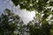 View Up to Tree Canopy Toward Sun and Blue Sky