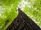 View upwards along an oak tree towards the branches, green leaves and bright sky in spring in the deciduous forest