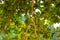 View upwards - branch of a tropical tree and green leaves