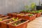 View of an urban garden set up in plastic pots with sprouts of lettuce and radishes. Selective focus