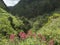 View of valley with green mountains, tropical plants and red flowers from hiking trail Levada do moinho to levada nova