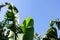 View of various bright banana leaves, tropical plants