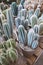 View of various cacti i pot in nursery shop