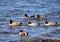 View of various waterfowl swimming in Willow Lake in Prescott, Arizona