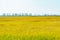 View of the vast golden rice fields