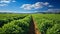 View of a vast soybean farm agricultural field with a blue sky background. AI Generated