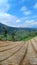 view of vegetable agriculture plantation with unique pattern and blue sky, copy space for story