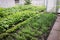 View of a vegetable garden rows in the middle of summer