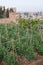 View on vegetables gardens with beans and green artichokes plants on hill and medieval fortress Alhambra in Granada, Andalusia,