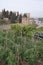 View on vegetables gardens with beans and green artichokes plants on hill and medieval fortress Alhambra in Granada, Andalusia,