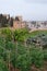 View on vegetables gardens with beans and green artichokes plants on hill and medieval fortress Alhambra in Granada, Andalusia,