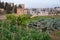 View on vegetables gardens with beans and green artichokes plants on hill and medieval fortress Alhambra in Granada, Andalusia,