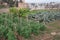 View on vegetables gardens with beans and green artichokes plants on hill and medieval fortress Alhambra in Granada, Andalusia,