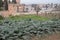 View on vegetables gardens with green artichokes plants on hill and medieval fortress Alhambra in Granada, Andalusia, Spain