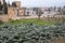 View on vegetables gardens with green artichokes plants on hill and medieval fortress Alhambra in Granada, Andalusia, Spain