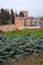 View on vegetables gardens with green artichokes plants on hill and medieval fortress Alhambra in Granada, Andalusia, Spain