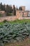 View on vegetables gardens with green artichokes plants on hill and medieval fortress Alhambra in Granada, Andalusia, Spain