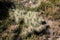 View of vegetation of desert ecosystem with nopales, cacti and cacti with thorns