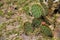 View of vegetation of desert ecosystem with nopales, cacti and cacti with thorns