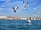 View of Venice - Gulls