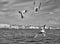 View of Venice - Gulls