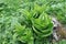 View of veratrum lobelianum at Lago-Naki Plateau