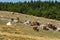 View of Vercors landscape, sheeps with cattle dog near Chamaloc, France