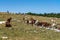 View of Vercors landscape, sheeps with cattle dog near Chamaloc, France