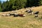 View of Vercors landscape, sheeps with cattle dog near Chamaloc, France