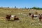 View of Vercors landscape, sheeps with cattle dog near Chamaloc, France