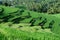 View of verdant rice fields in the Bali area