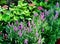 View of the Veronica Spike Speedwell (Bubblegum Candles) flowers