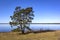 View of a very beautiful and mighty pine tree, on the shore of Lake Hornborga