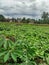 View of a very fertile green bean garden