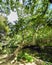 View of a very steep oak on the bank of the mountain river called Anllons. With banks covered with oaks, typically Atlantic fores