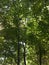 View of the viaduct through the green branches of the forest tree