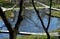 View from the viewpoint through the sprouting branches of linden trees. park with many ponds and a bridge. fabulous green lawns an